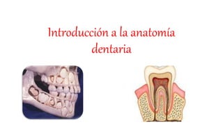 Introducción a la anatomía
dentaria
 