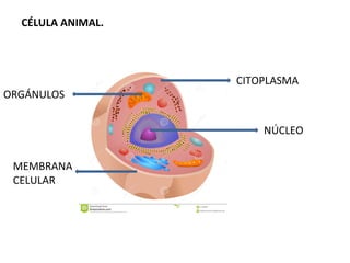 CÉLULA ANIMAL.
NÚCLEO
CITOPLASMA
ORGÁNULOS
MEMBRANA
CELULAR
 