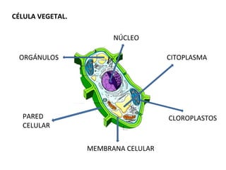 CÉLULA VEGETAL.
NÚCLEO
CITOPLASMAORGÁNULOS
PARED
CELULAR
CLOROPLASTOS
MEMBRANA CELULAR
 