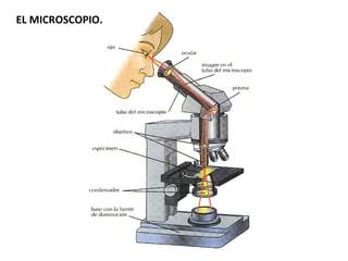EL MICROSCOPIO.
 