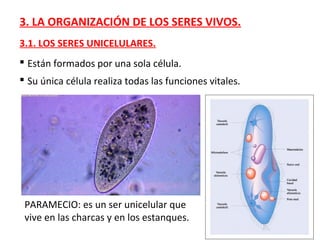 3. LA ORGANIZACIÓN DE LOS SERES VIVOS.
3.1. LOS SERES UNICELULARES.
 Están formados por una sola célula.
 Su única célula realiza todas las funciones vitales.
PARAMECIO: es un ser unicelular que
vive en las charcas y en los estanques.
 