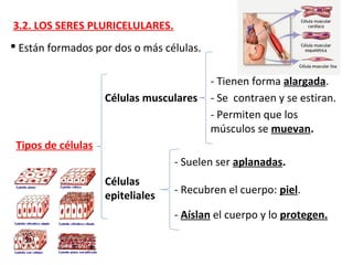 3.2. LOS SERES PLURICELULARES.
 Están formados por dos o más células.
Tipos de células
Células musculares
- Tienen forma alargada.
- Se contraen y se estiran.
- Permiten que los
músculos se muevan.
Células
epiteliales
- Suelen ser aplanadas.
- Recubren el cuerpo: piel.
- Aíslan el cuerpo y lo protegen.
 