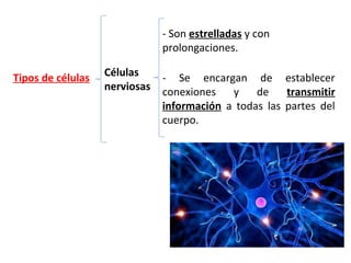 Tipos de células Células
nerviosas
- Son estrelladas y con
prolongaciones.
- Se encargan de establecer
conexiones y de transmitir
información a todas las partes del
cuerpo.
 