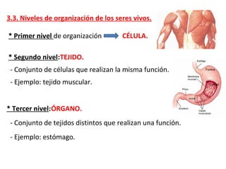 3.3. Niveles de organización de los seres vivos.
* Primer nivel de organización CÉLULA.
* Segundo nivel:TEJIDO.
- Conjunto de células que realizan la misma función.
- Ejemplo: tejido muscular.
* Tercer nivel:ÓRGANO.
- Conjunto de tejidos distintos que realizan una función.
- Ejemplo: estómago.
 