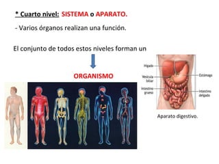 * Cuarto nivel: SISTEMA o APARATO.
- Varios órganos realizan una función.
El conjunto de todos estos niveles forman un
ORGANISMO
Aparato digestivo.
 