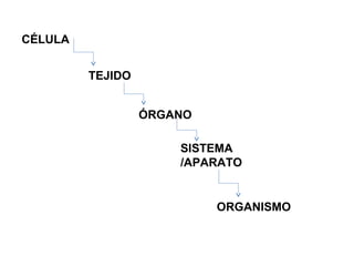 CÉLULA
TEJIDO
ÓRGANO
SISTEMA
/APARATO
ORGANISMO
 
