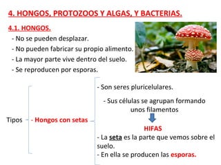 4. HONGOS, PROTOZOOS Y ALGAS, Y BACTERIAS.
4.1. HONGOS.
- No se pueden desplazar.
- No pueden fabricar su propio alimento.
- La mayor parte vive dentro del suelo.
- Se reproducen por esporas.
Tipos - Hongos con setas
- Son seres pluricelulares.
- Sus células se agrupan formando
unos filamentos
HIFAS
- La seta es la parte que vemos sobre el
suelo.
- En ella se producen las esporas.
 
