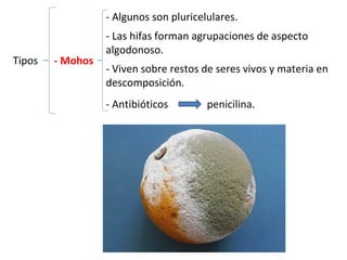 Tipos - Mohos
- Algunos son pluricelulares.
- Las hifas forman agrupaciones de aspecto
algodonoso.
- Viven sobre restos de seres vivos y materia en
descomposición.
- Antibióticos penicilina.
 