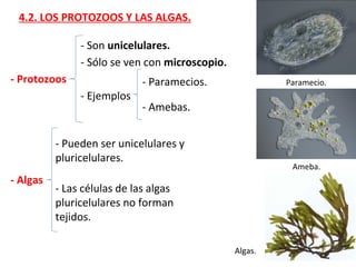 4.2. LOS PROTOZOOS Y LAS ALGAS.
- Protozoos
- Son unicelulares.
- Sólo se ven con microscopio.
- Ejemplos
- Paramecios.
- Amebas.
- Algas
Paramecio.
Ameba.
Algas.
- Pueden ser unicelulares y
pluricelulares.
- Las células de las algas
pluricelulares no forman
tejidos.
 