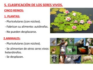 5. CLASIFICACIÓN DE LOS SERES VIVOS.
1. PLANTAS:
- Pluricelulares (con núcleo).
- Fabrican su alimento: autótrofas.
- No pueden desplazarse.
2.ANIMALES:
- Pluricelulares (con núcleo).
- Se alimentan de otros seres vivos:
heterótrofos.
- Se desplazan.
CINCO REINOS:
 