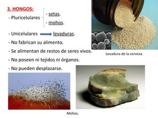 3. HONGOS:
- Pluricelulares
- setas.
- mohos.
- Unicelulares levaduras.
- No poseen ni tejidos ni órganos.
- No fabrican su alimento.
- Se alimentan de restos de seres vivos.
- No pueden desplazarse.
Mohos.
Levadura de la cerveza.
 