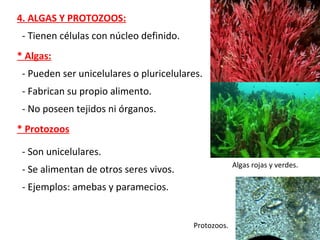 4. ALGAS Y PROTOZOOS:
* Algas:
- Pueden ser unicelulares o pluricelulares.
- Fabrican su propio alimento.
- No poseen tejidos ni órganos.
* Protozoos
- Son unicelulares.
- Se alimentan de otros seres vivos.
- Tienen células con núcleo definido.
- Ejemplos: amebas y paramecios.
Algas rojas y verdes.
Protozoos.
 