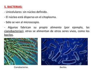 5. BACTERIAS:
- Unicelulares: sin núcleo definido.
- Sólo se ven al microscopio.
- El núcleo está disperso en el citoplasma.
- Algunas fabrican su propio alimento (por ejemplo, las
cianobacterias), otras se alimentan de otros seres vivos, como los
bacilos.
Cianobacterias. Bacilos.
 
