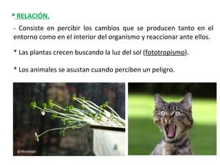  RELACIÓN.
- Consiste en percibir los cambios que se producen tanto en el
entorno como en el interior del organismo y reaccionar ante ellos.
* Las plantas crecen buscando la luz del sol (fototropismo).
* Los animales se asustan cuando perciben un peligro.
 