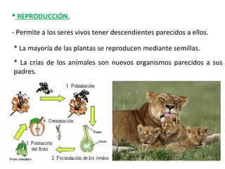  REPRODUCCIÓN.
- Permite a los seres vivos tener descendientes parecidos a ellos.
* La mayoría de las plantas se reproducen mediante semillas.
* La crías de los animales son nuevos organismos parecidos a sus
padres.
 