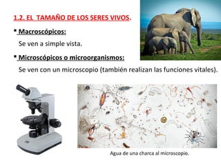 1.2. EL TAMAÑO DE LOS SERES VIVOS.
 Macroscópicos:
Se ven a simple vista.
 Microscópicos o microorganismos:
Se ven con un microscopio (también realizan las funciones vitales).
Agua de una charca al microscopio.
 