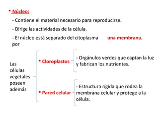  Núcleo:
- Contiene el material necesario para reproducirse.
- Dirige las actividades de la célula.
- El núcleo está separado del citoplasma
por
una membrana.
Las
células
vegetales
poseen
además
 Cloroplastos
- Orgánulos verdes que captan la luz
y fabrican los nutrientes.
 Pared celular
- Estructura rígida que rodea la
membrana celular y protege a la
célula.
 