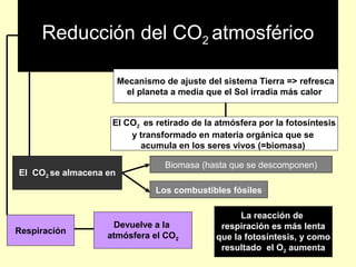 Reducción del CO2 atmosférico
Mecanismo de ajuste del sistema Tierra => refresca
el planeta a media que el Sol irradia más calor
El CO2 es retirado de la atmósfera por la fotosíntesis
y transformado en materia orgánica que se
acumula en los seres vivos (=biomasa)
El CO2 se almacena en
Biomasa (hasta que se descomponen)
Los combustibles fósiles
Respiración
Devuelve a la
atmósfera el CO2
La reacción de
respiración es más lenta
que la fotosíntesis, y como
resultado el O2 aumenta
 