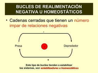 BUCLES DE REALIMENTACIÓN
NEGATIVA U HOMEOSTÁTICOS
• Cadenas cerradas que tienen un número
impar de relaciones negativas
Presa Depredador-
+
-
Este tipo de bucles tienden a estabilizar
los sistemas, son estabilizadores u homeostáticosestabilizadores u homeostáticos
 