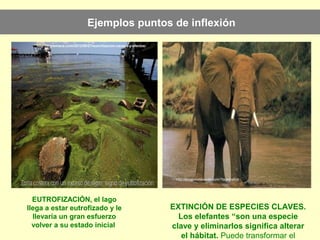 Ejemplos puntos de inflexión
EUTROFIZACIÓN, el lago
llega a estar eutrofizado y le
llevaría un gran esfuerzo
volver a su estado inicial
http://triplenlace.com/2012/09/27/eutrofizacion-causas-y-efectos/
EXTINCIÓN DE ESPECIES CLAVES.
Los elefantes “son una especie
clave y eliminarlos significa alterar
el hábitat. Puede transformar el
http://ecoplanetaverde.com/?tag=trafico
 