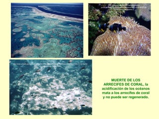 https://geekcom.wordpress.com/2009/07/08/
MUERTE DE LOS
ARRECIFES DE CORAL, la
acidificación de los océanos
mata a los arrecifes de coral
y no puede ser regenerado.
http://ocw.unican.es/ciencias-sociales-y-juridicas/biogeografia/materiales/tema-6/6.3.4-el-litoral-
de-los-tropicos-manglares-y
http://ocw.unican.es/ciencias-sociales-y-
juridicas/biogeografia/materiales/tema-6/6.3.4-el-litoral-de-
los-tropicos-manglares-y
 