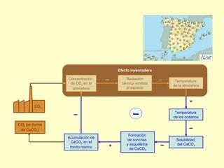Concentración
de CO2 en la
atmósfera
+
▬
Radiación
térmica emitida
al espacio
Temperatura
de la atmósfera
Efecto invernadero
▬ ▬
Temperatura
de los océanos
Solubilidad
del CaCO3
Formación
de conchas
y esqueletos
de CaCO3
Acumulación de
CaCO3 en el
fondo marino + ▬
▬
CO2 (en forma
de CaCO3)
▬
CO2
 