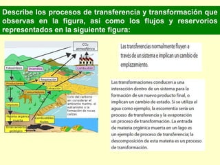 Describe los procesos de transferencia y transformación que
observas en la figura, así como los flujos y reservorios
representados en la siguiente figura:
 