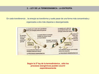 2 .- LEY DE LA TERMODINÁMICA : LA ENTROPÍA
En cada transferencia , la energía se transforma y suele pasar de una forma más concentrada y
organizada a otra más dispersa o desorganizada.
Según la 2ª ley de la termodinámica , sólo los
procesos exergónicos pueden ocurrir
espontáneamente
 