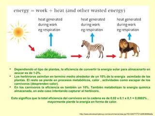  Dependiendo el tipo de plantas, la eficiencia de convertir la energía solar para almacenarlo en
azúcar es de 1-2%.
 Los herbívoros asimilan en termino medio alrededor de un 10% de la energía asimilada de las
plantas. El resto se pierde en procesos metabólicos, calor , actividades como escapar de los
carnívoros (desprenden calor).
 En los carnívoros la eficiencia es también un 10%. También metabolizan la energía química
almacenada, en este caso intentando capturar al herbívoro.
Esto significa que la total eficiencia del carnívoro en la cadena es de 0,02 x 0,1 x 0,1 = 0,0002% ,
mayormente pierde la energía en forma de calor.
http://www.ebooksampleoup.com/ecommerce/view.jsp?ID=000777721d4f838996e8a
 