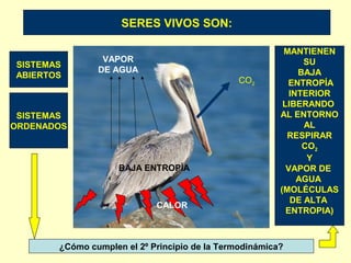 BAJA ENTROPÍA
CALOR
CO2
VAPOR
DE AGUA
MANTIENEN
SU
BAJA
ENTROPÍA
INTERIOR
LIBERANDO
AL ENTORNO
AL
RESPIRAR
CO2
Y
VAPOR DE
AGUA
(MOLÉCULAS
DE ALTA
ENTROPIA)
SERES VIVOS SON:
SISTEMAS
ORDENADOS
SISTEMAS
ABIERTOS
¿Cómo cumplen el 2º Principio de la Termodinámica?
 