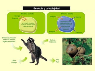 Sistema cerrado Sistema abierto
La entropía crece con
cualquier proceso hasta
hacerse máxima
La entropía puede
mantenerse baja y la
estructura interna del
sistema puede
mantenerse
ordenada
Energía
Materia
Energía
Energía
Energía
Materia
Entropía y complejidad
Energía química en
forma de materia
orgánica reducida
Materia
necesaria
CO2
H2O
Calor
Trabajo
 