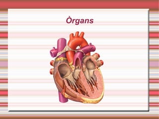 Òrgans
 