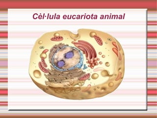 Cèl·lula eucariota animal
 