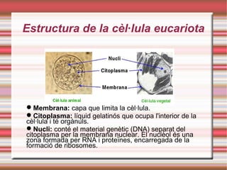 Estructura de la cèl·lula eucariota
Membrana: capa que limita la cèl·lula.
Citoplasma: líquid gelatinós que ocupa l'interior de la
cèl·lula i té orgànuls.
Nucli: conté el material genètic (DNA) separat del
citoplasma per la membrana nuclear. El nuclèol és una
zona formada per RNA i proteïnes, encarregada de la
formació de ribosomes.
 
