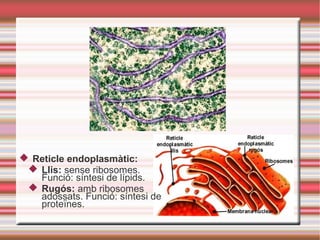  Reticle endoplasmàtic:
 Llis: sense ribosomes.
Funció: síntesi de lípids.
 Rugós: amb ribosomes
adossats. Funció: síntesi de
proteïnes.
 