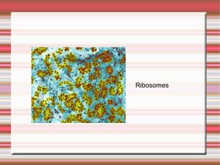 Ribosomes
 