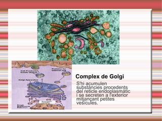 S'hi acumulen
substàncies procedents
del reticle endoplasmàtic
i se secreten a l'exterior
mitjançant petites
vesícules.
Complex de Golgi
 