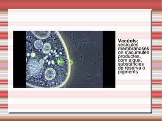 Vacúols:
vesícules
membranoses
on s'acumulen
productes,
com aigua,
substàncies
de reserva o
pigments
 