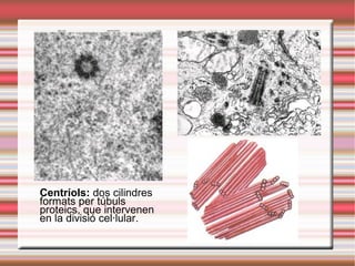 Centríols: dos cilindres
formats per túbuls
proteics, que intervenen
en la divisió cel·lular.
 