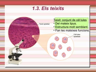 1.3. Els teixits
Teixit epitelial
Teixit: conjunt de cèl·lules
• Del mateix tipus.
• Estructura molt semblant.
• Fan les mateixes funcions.
Cèl·lules
epitelials
 