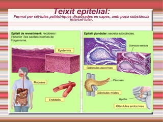 Teixit epitelial:Format per cèl·lules polièdriques disposades en capes, amb poca substància
intercel·lular.
Epiteli de revestiment: recobreix i
l'exterior i les cavitats internes de
l'organisme.
Epidermis
Epiteli glandular: secreta substàncies.
Mucoses
Endotelis
Glàndules exocrines
Glàndula sebàcia
Glàndules mixtes
Glàndules endocrines
Pàncrees
Hipòfisi
 