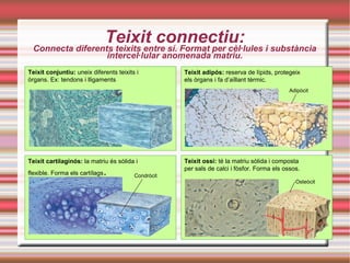 Teixit connectiu:Connecta diferents teixits entre sí. Format per cèl·lules i substància
intercel·lular anomenada matriu.
Teixit conjuntiu: uneix diferents teixits i
òrgans. Ex: tendons i lligaments
Teixit adipós: reserva de lípids, protegeix
els òrgans i fa d’aïllant tèrmic.
Glándulas endocrinas
Teixit cartilaginós: la matriu és sòlida i
flexible. Forma els cartílags.
Teixit ossi: té la matriu sòlida i composta
per sals de calci i fòsfor. Forma els ossos.
Adipòcit
Condròcit
Osteòcit
 