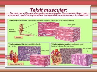 Teixit muscular:Format per cèl·lules allargades anomenades fibres musculars, que
contenen proteïnes que tenen la capacitat de contraure’s i relaxar-se.
Teixit muscular estriat: contracció ràpida i voluntària. Forma els músculs esquelètics.
Teixit muscular llis: contracció involuntà-
ria i lenta.
Teixit muscular cardíac: contracció invo-
luntària i ràpida. Forma el cor.
Múscul
esquelètic
Molts nuclis
Bíceps
Un sol nucli
Vasos sanguinis Cor
Un sol nucli
 