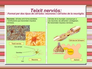 Teixit nerviós:Format per dos tipus de cèl·lules: neurones i cèl·lules de la neuròglia.
Cèl·lules de la neuròglia: acompanyen a
Les neurones, les alimenten i protegeixen.
No transmeten impulsos nerviosos.
Cèl·lula de Schwann
Neurones: cèl·lules amb forma estrellada
i ramificacions que transmeten impulsos
nerviosos.
Astròcit
Teixit nerviós
Neurona
Cos cel·lular
Axó
Dendrites
Nutrients
 