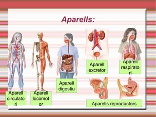 Aparells:
Aparell
respirato
ri
Aparells reproductors
Aparell
excretor
Aparell
digestiu
Aparell
locomot
or
Aparell
circulato
ri
 