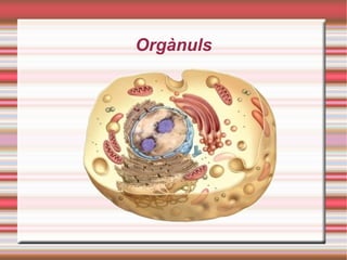 Orgànuls
 