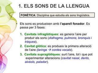 1. ELS SONS DE LA LLENGUA
•  Els sons es produeixen amb l’aparell fonador. Es
passa per 3 fases:
1.  Cavitats infraglòtiques: es genera l’aire per
produir els sons (diafragma, pulmons, bronquis i
tràquea).
2.  Cavitat glòtica: es produeix la primera alteració
de l’aire (laringe à cordes vocals).
3.  Cavitats supraglòtiques: surt l’aire, tot i que pot
experimentar alteracions (cavitat nasal, dents,
alvèols, paladar).
FONÈTICA: Disciplina que estudia els sons lingüístics.
 