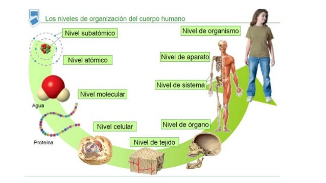 Tema 1. la organización del cuerpo humano