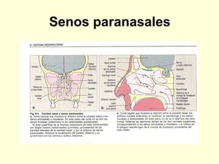 Senos paranasales
 