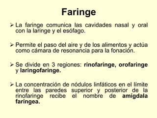 Faringe
 La faringe comunica las cavidades nasal y oral
con la laringe y el esófago.
 Permite el paso del aire y de los alimentos y actúa
como cámara de resonancia para la fonación.
 Se divide en 3 regiones: rinofaringe, orofaringe
y laringofaringe.
 La concentración de nódulos linfáticos en el límite
entre las paredes superior y posterior de la
rinofaringe recibe el nombre de amígdala
faríngea.
 